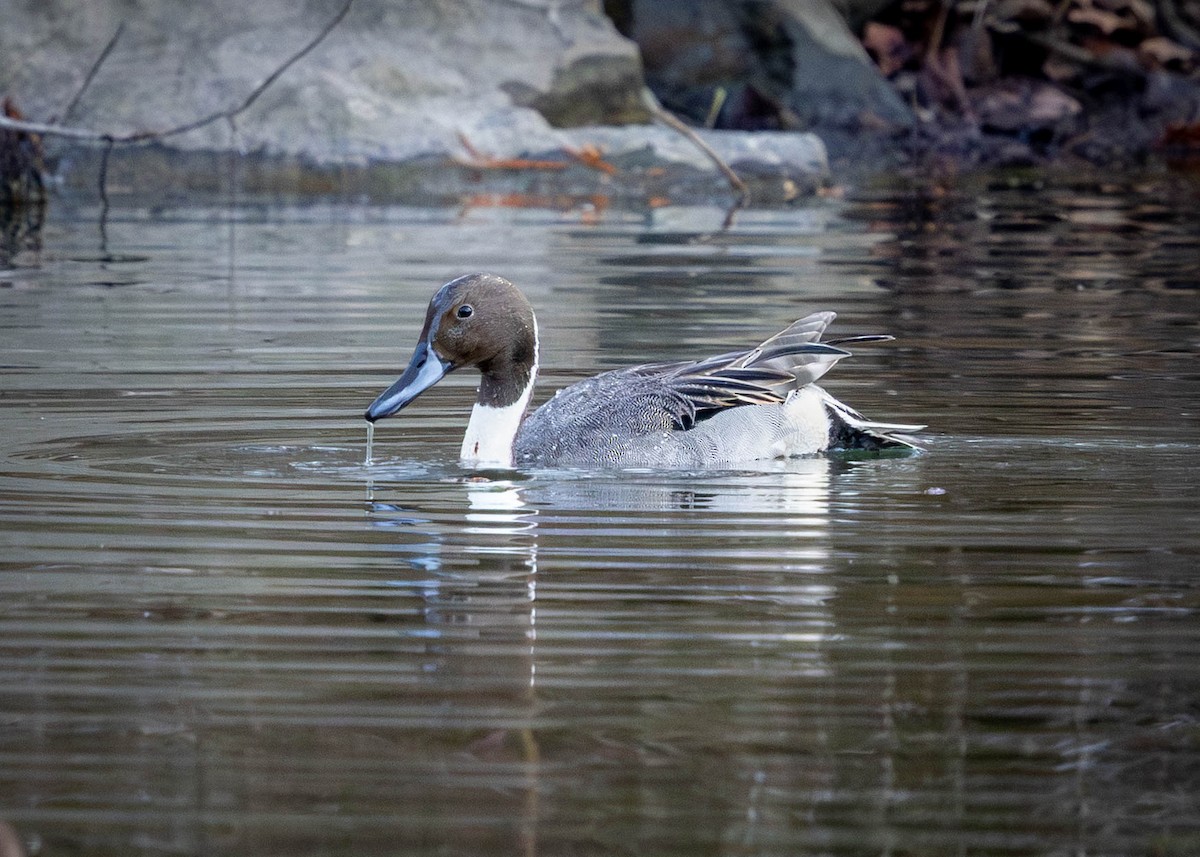 Canard pilet - ML646869717