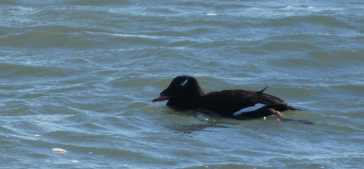 Macreuse à ailes blanches - ML646869718