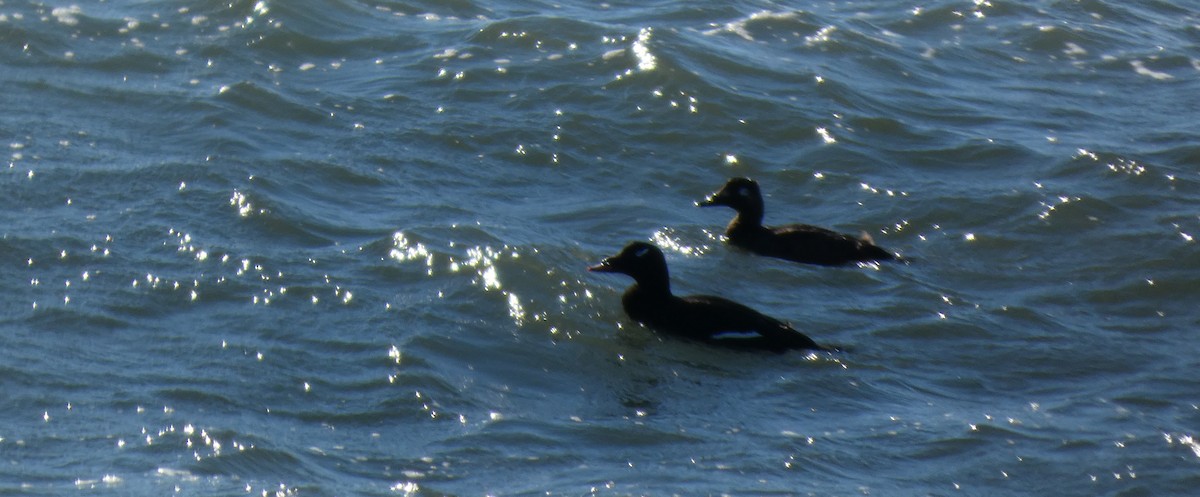 Macreuse à ailes blanches - ML646869719