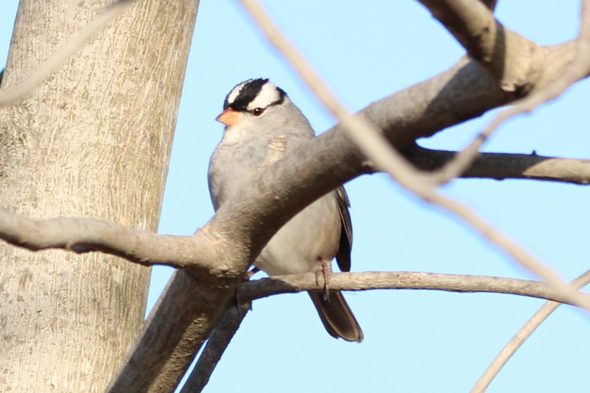 ミヤマシトド - ML646869720