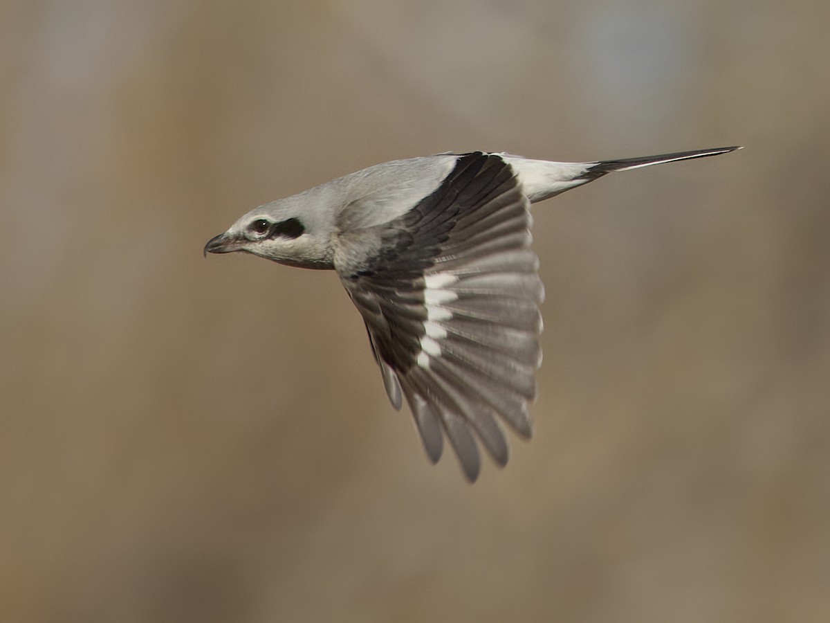 Northern Shrike - ML646869721