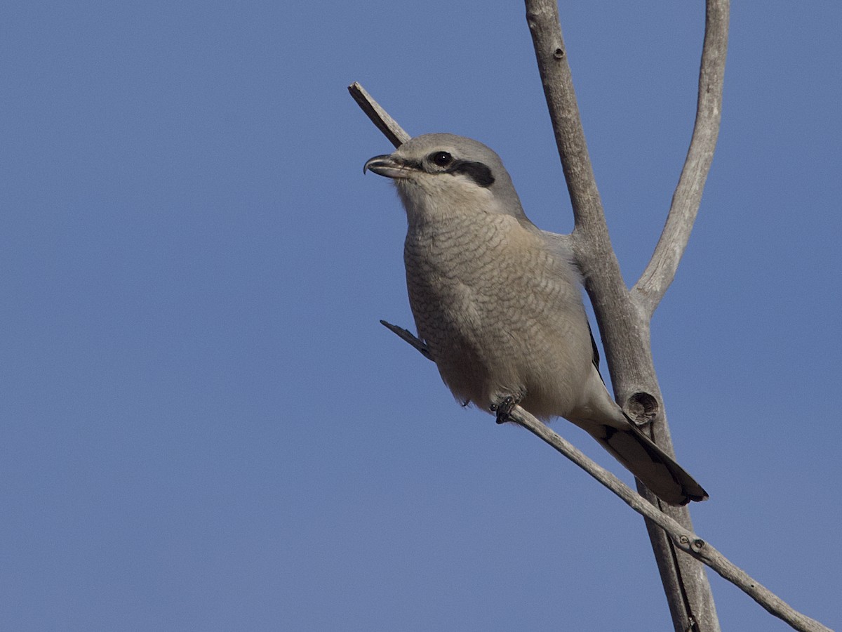 Northern Shrike - ML646869722