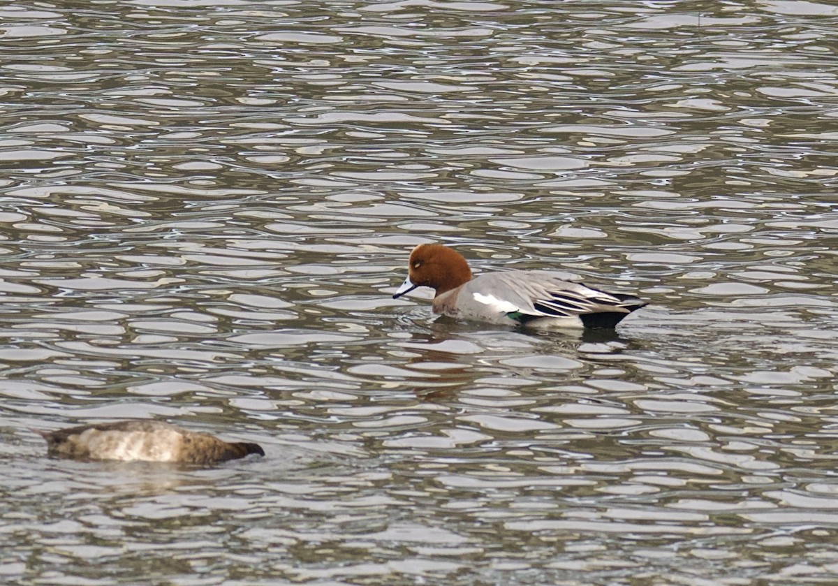 Eurasian Wigeon - ML646869725