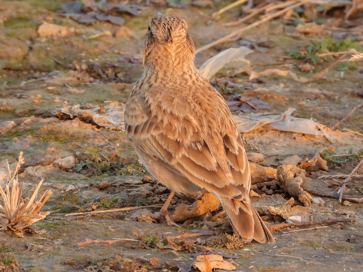 Crested Lark - ML646869727
