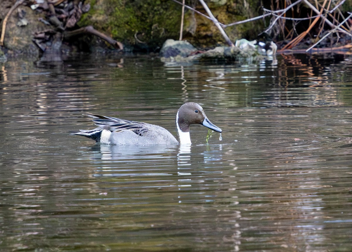 Canard pilet - ML646869728