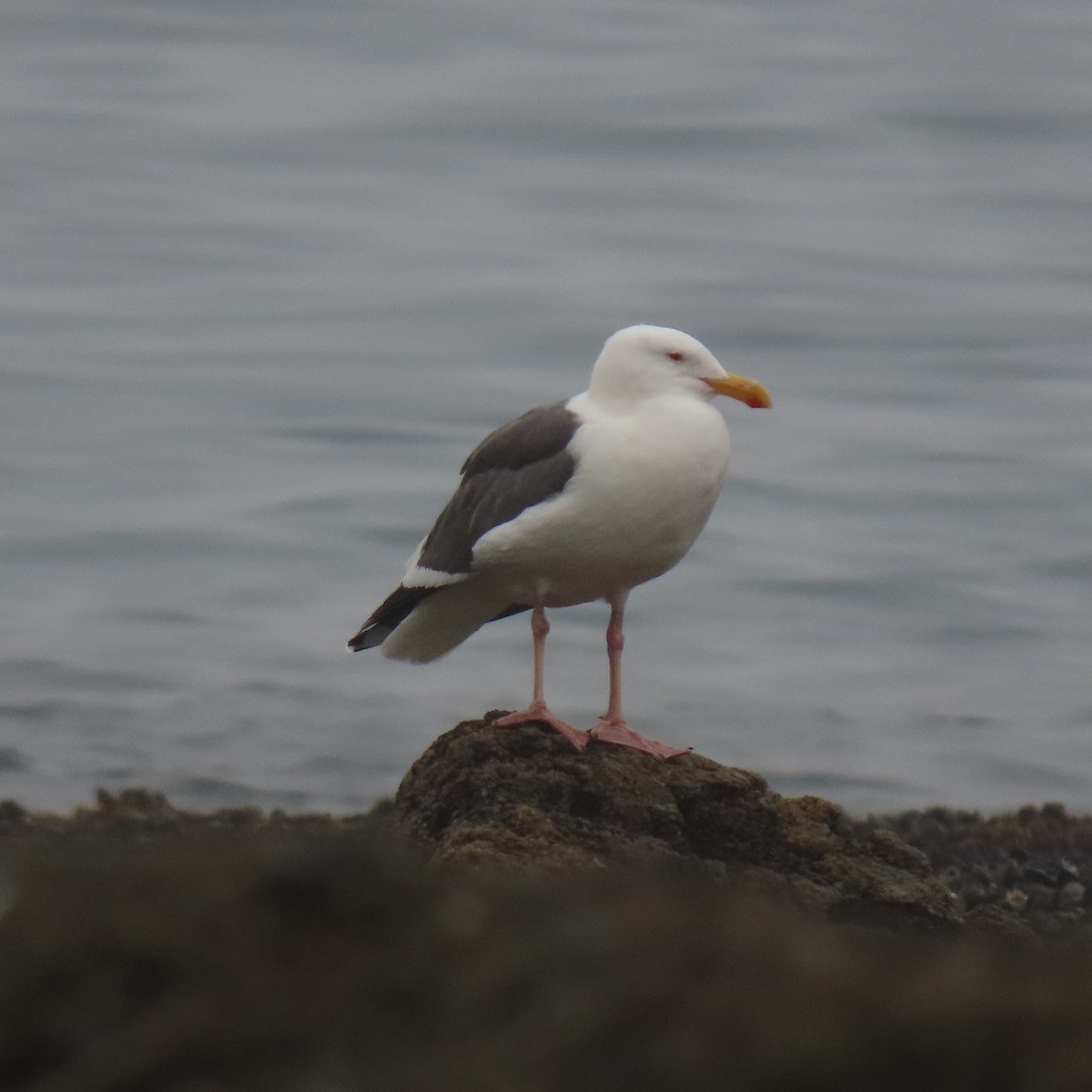Western Gull - ML646869729