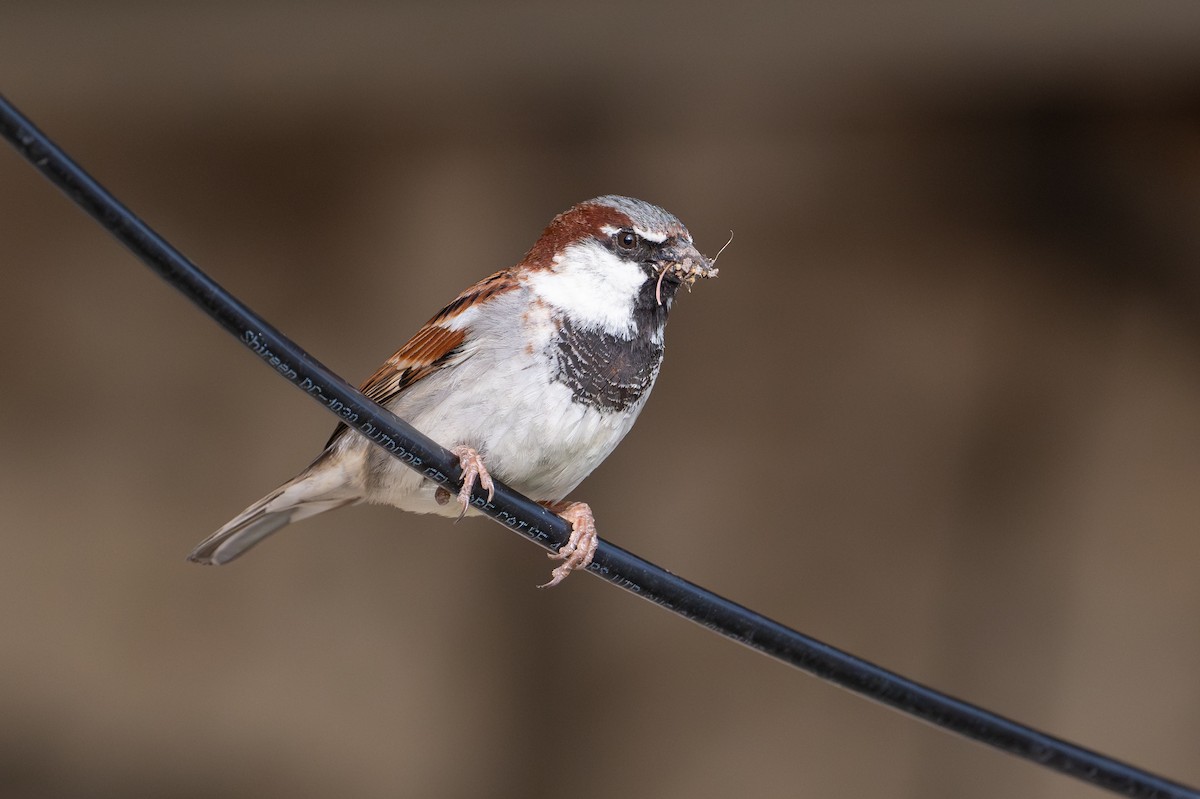 House Sparrow - ML646869732