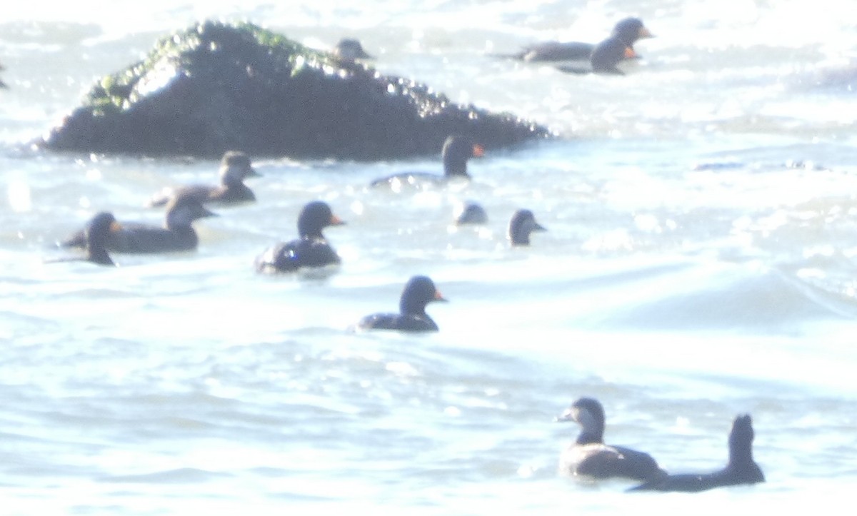 Macreuse à bec jaune - ML646869733