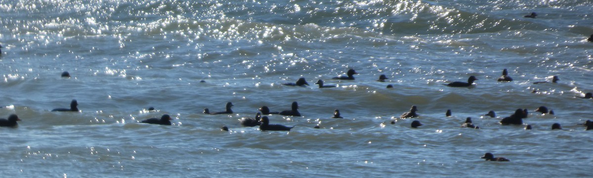 Macreuse à bec jaune - ML646869734