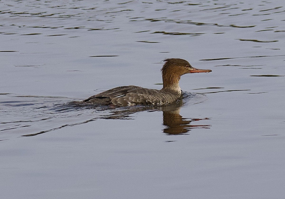 Red-breasted Merganser - ML646869735