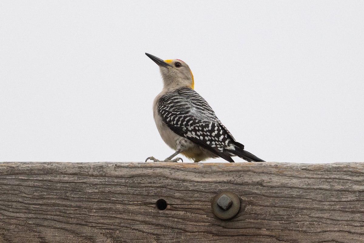 Golden-fronted Woodpecker - ML646869736