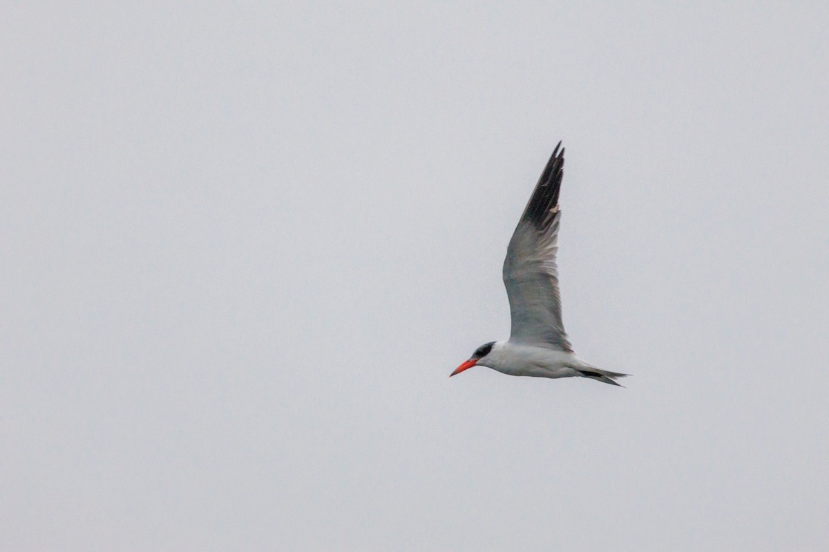 Caspian Tern - ML646869738
