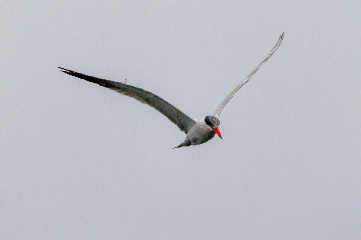 Caspian Tern - ML646869739