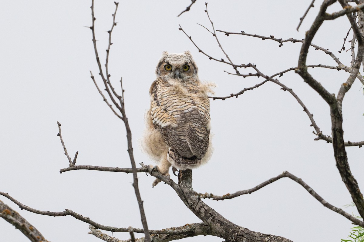 Grand-duc d'Amérique - ML646869740