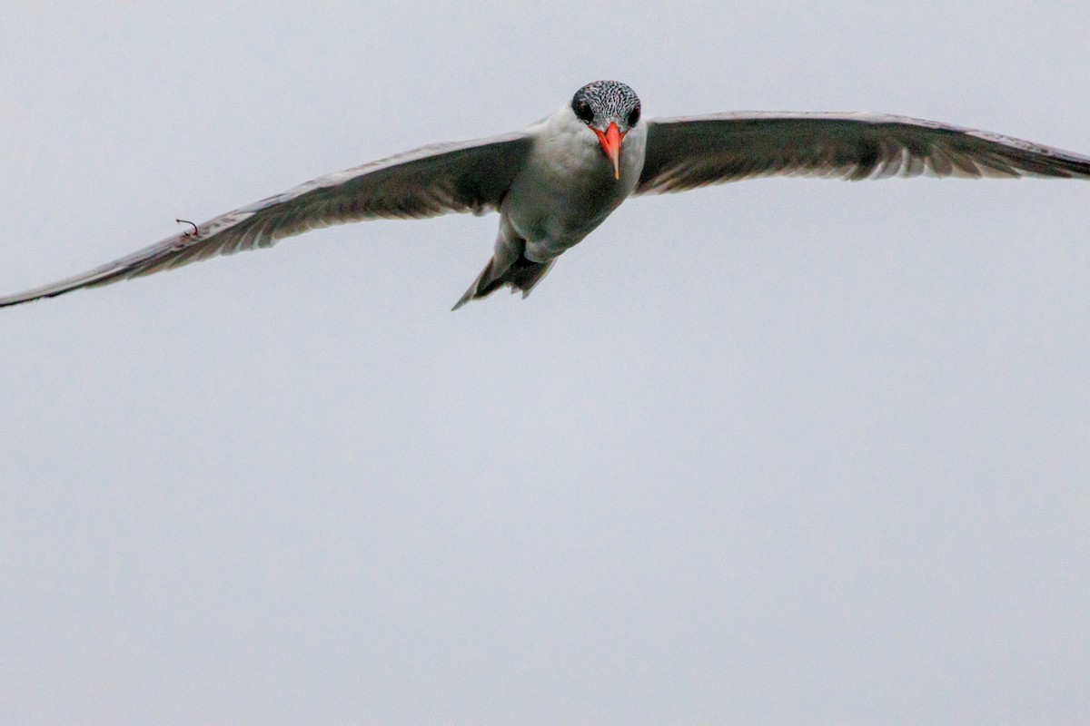 Caspian Tern - ML646869741