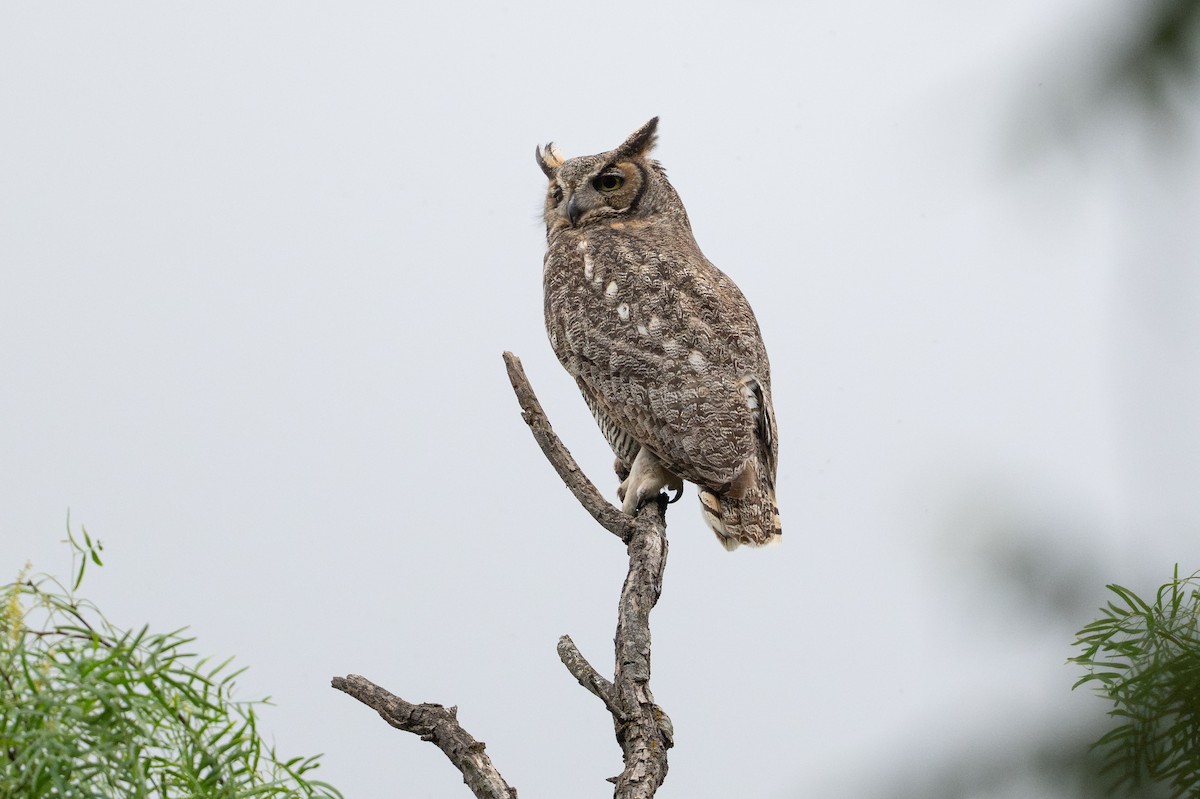 Great Horned Owl - ML646869742