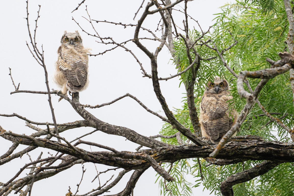 Grand-duc d'Amérique - ML646869744