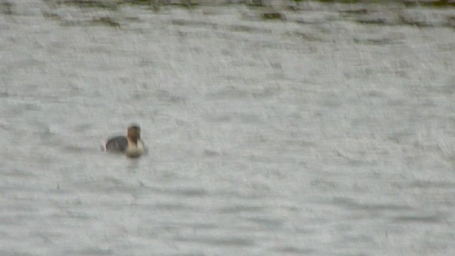 Txilinporta hauskara - ML646869745