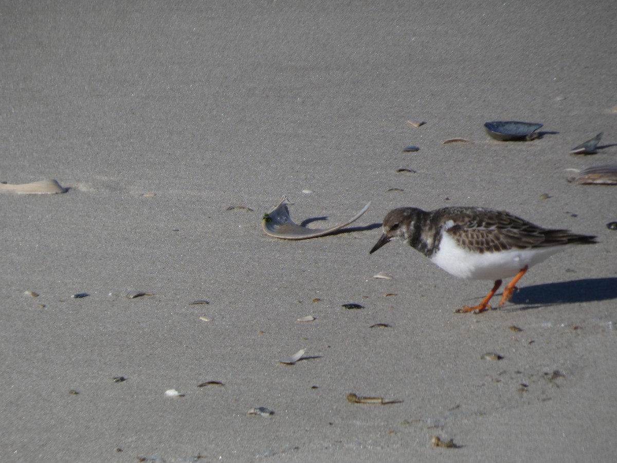 Tournepierre à collier - ML646869746