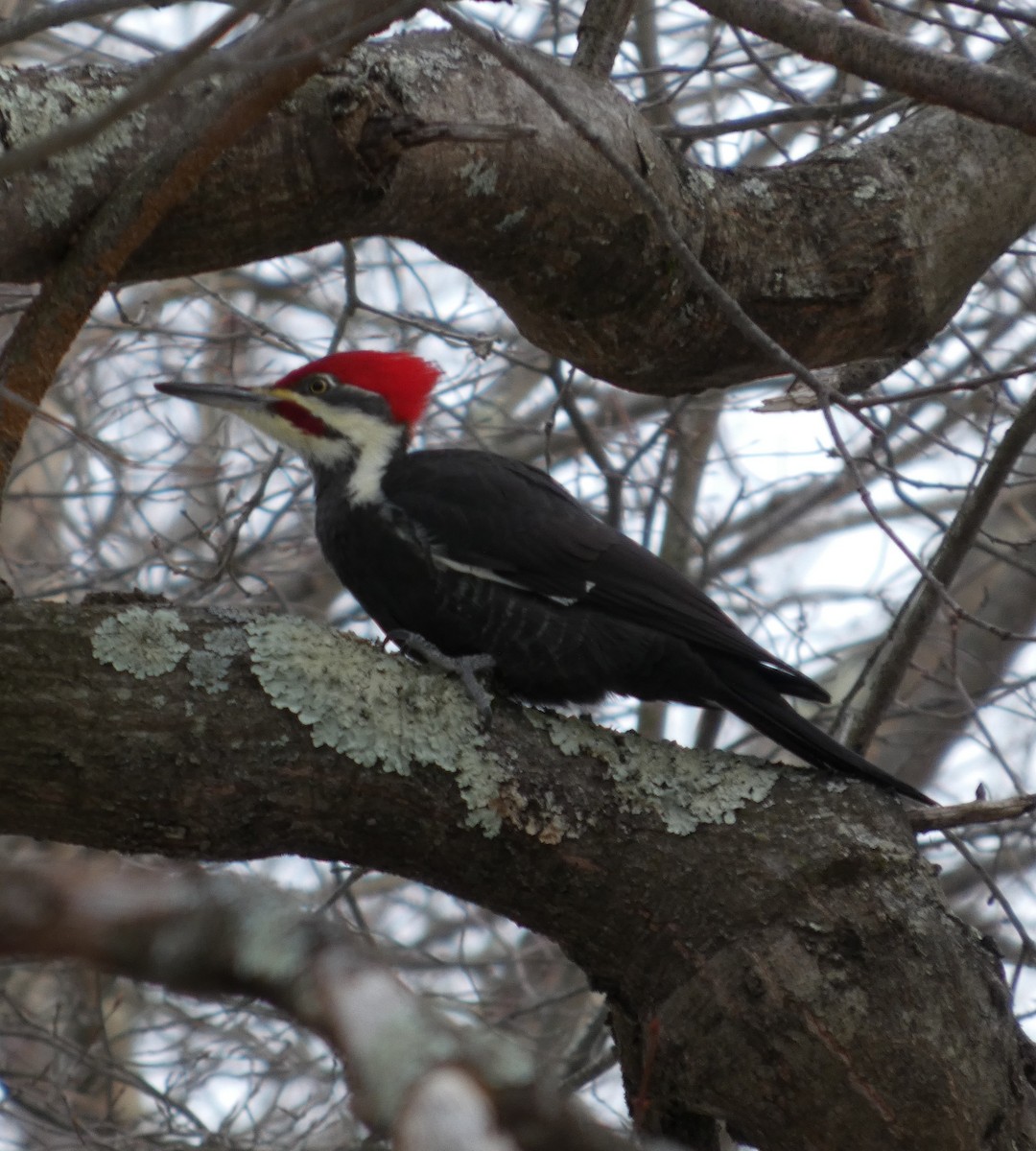 datel chocholatý - ML646869752