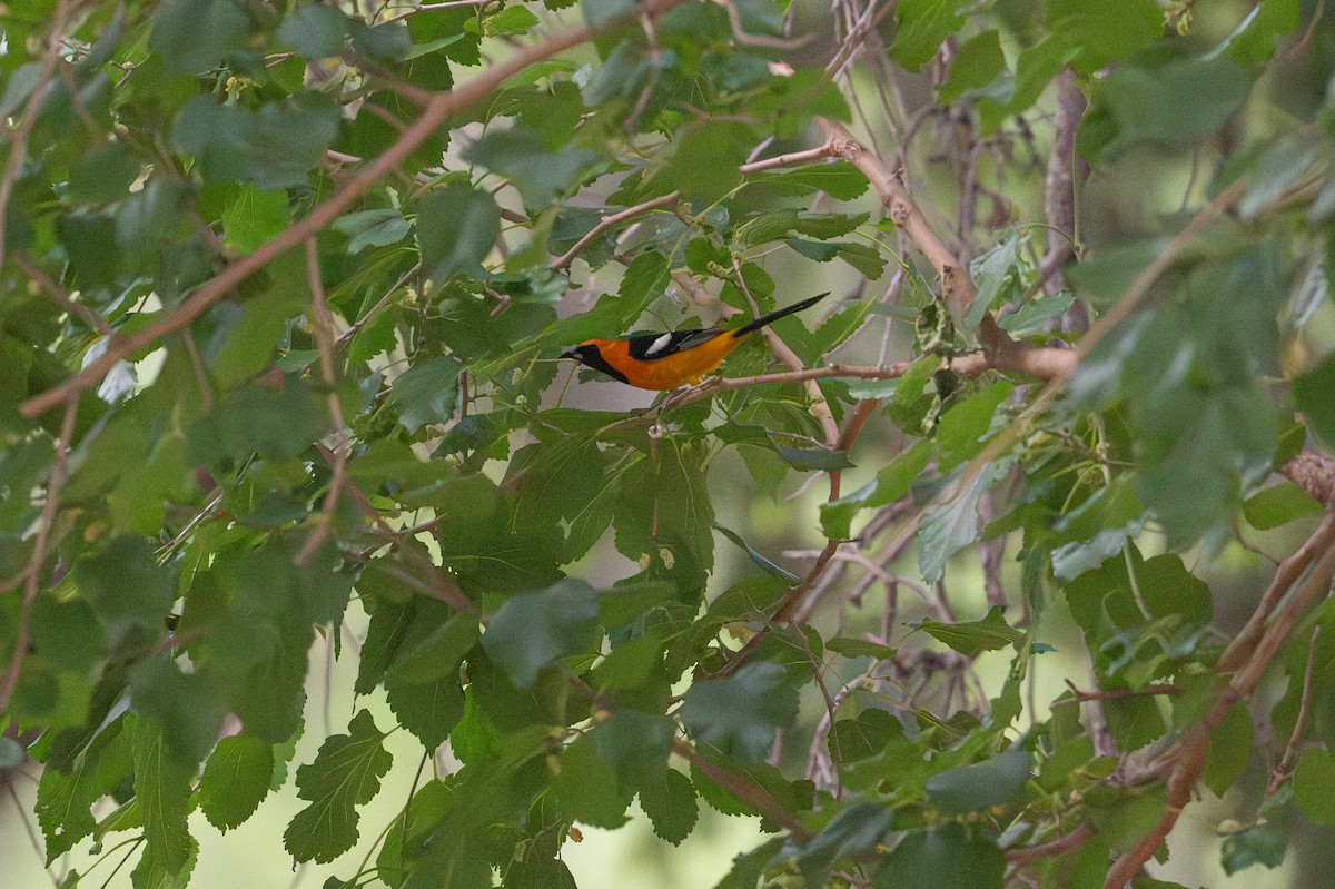 Hooded Oriole - ML646869753