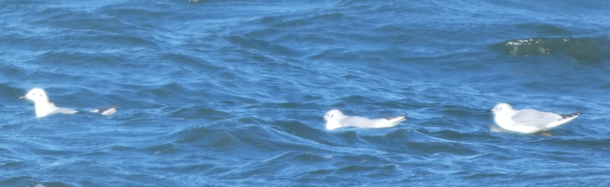 Mouette de Bonaparte - ML646869755