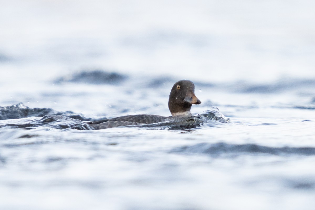 Quattrocchi - ML646869756