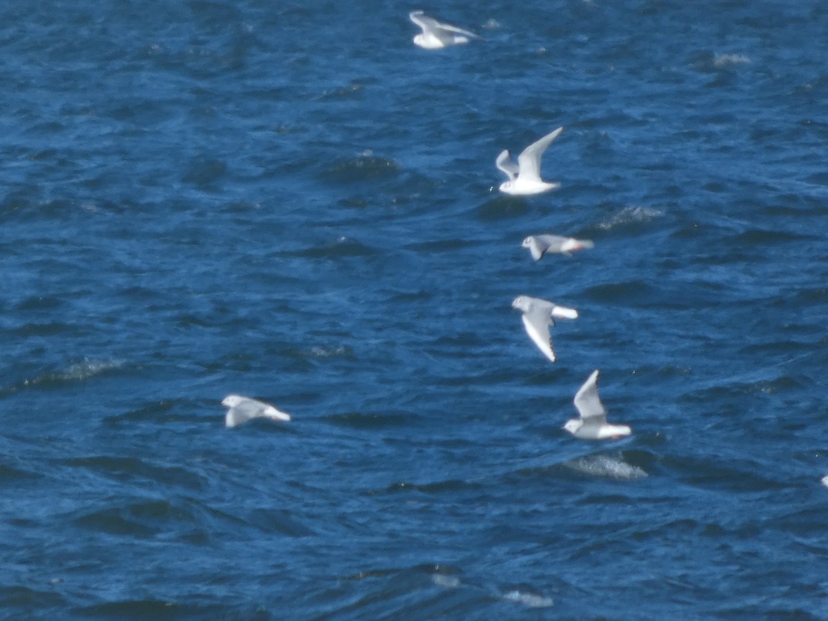 Mouette de Bonaparte - ML646869757