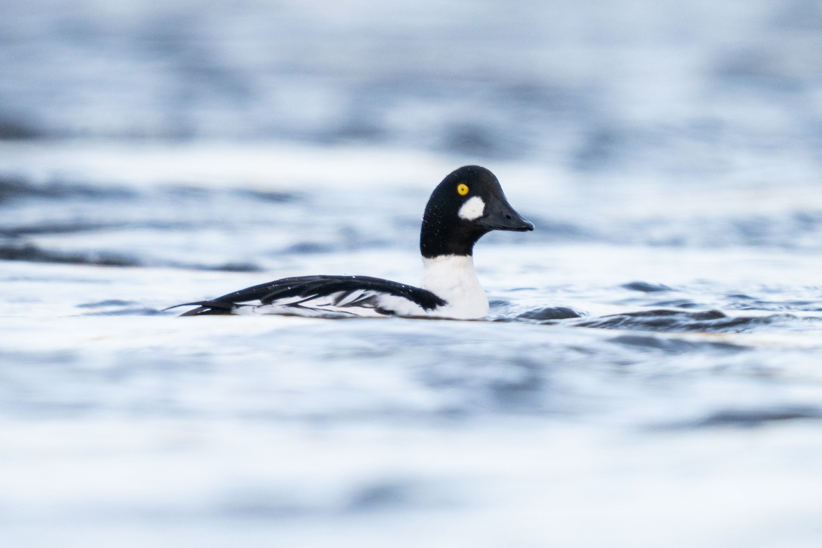 Quattrocchi - ML646869758