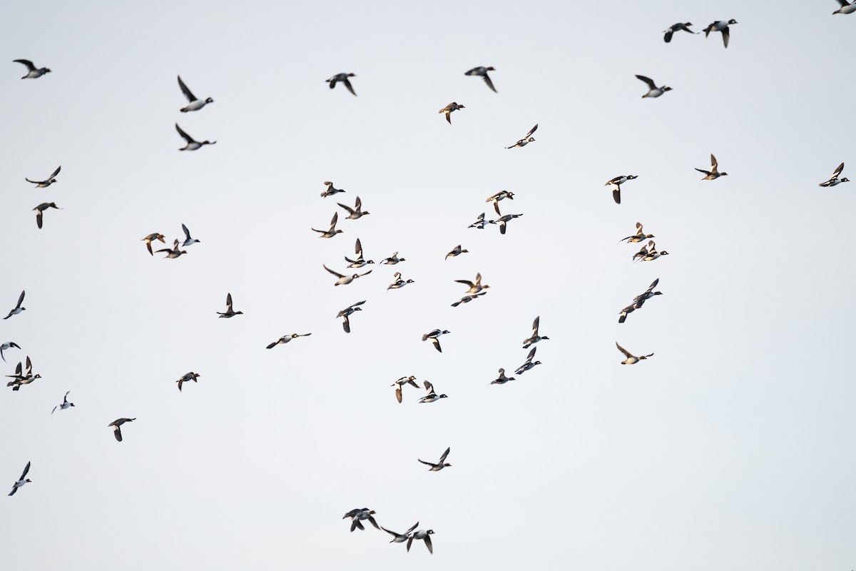 Quattrocchi - ML646869759