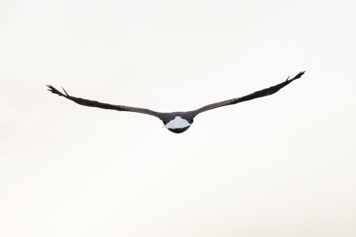 Bald Eagle - ML646869761