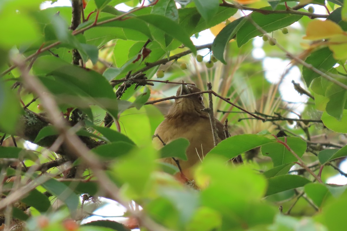 drozd hnědý - ML646869762