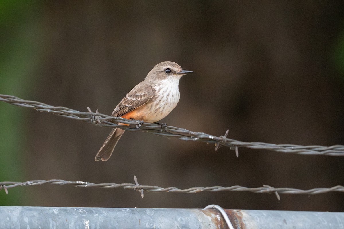 Vermilion Flycatcher - ML646869763