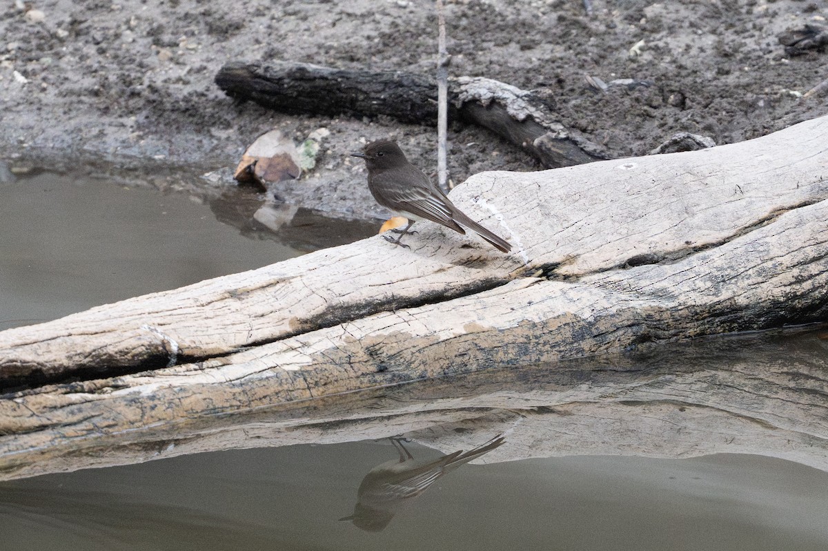 Black Phoebe - ML646869765