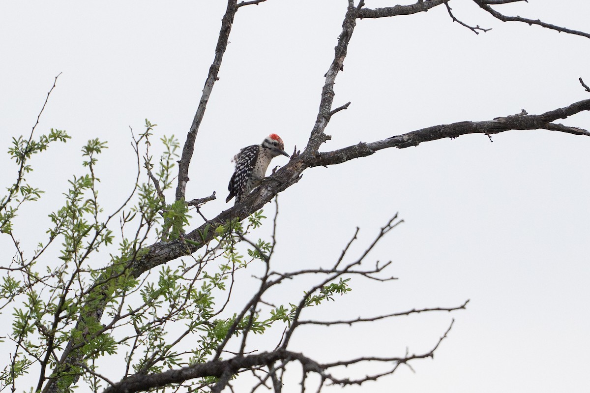 Ladder-backed Woodpecker - ML646869766