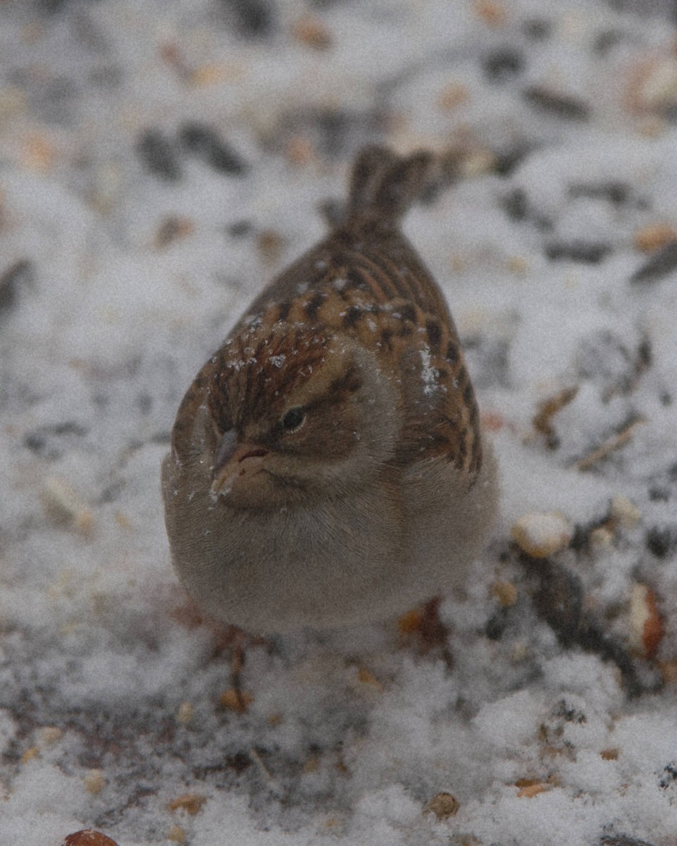 Chipping Sparrow - ML646869774