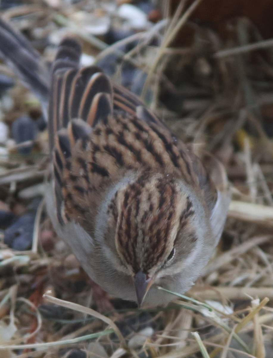 Chipping Sparrow - ML646869776