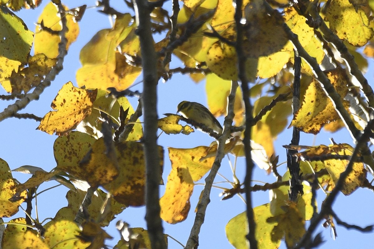 Townsend's Warbler - ML646869783