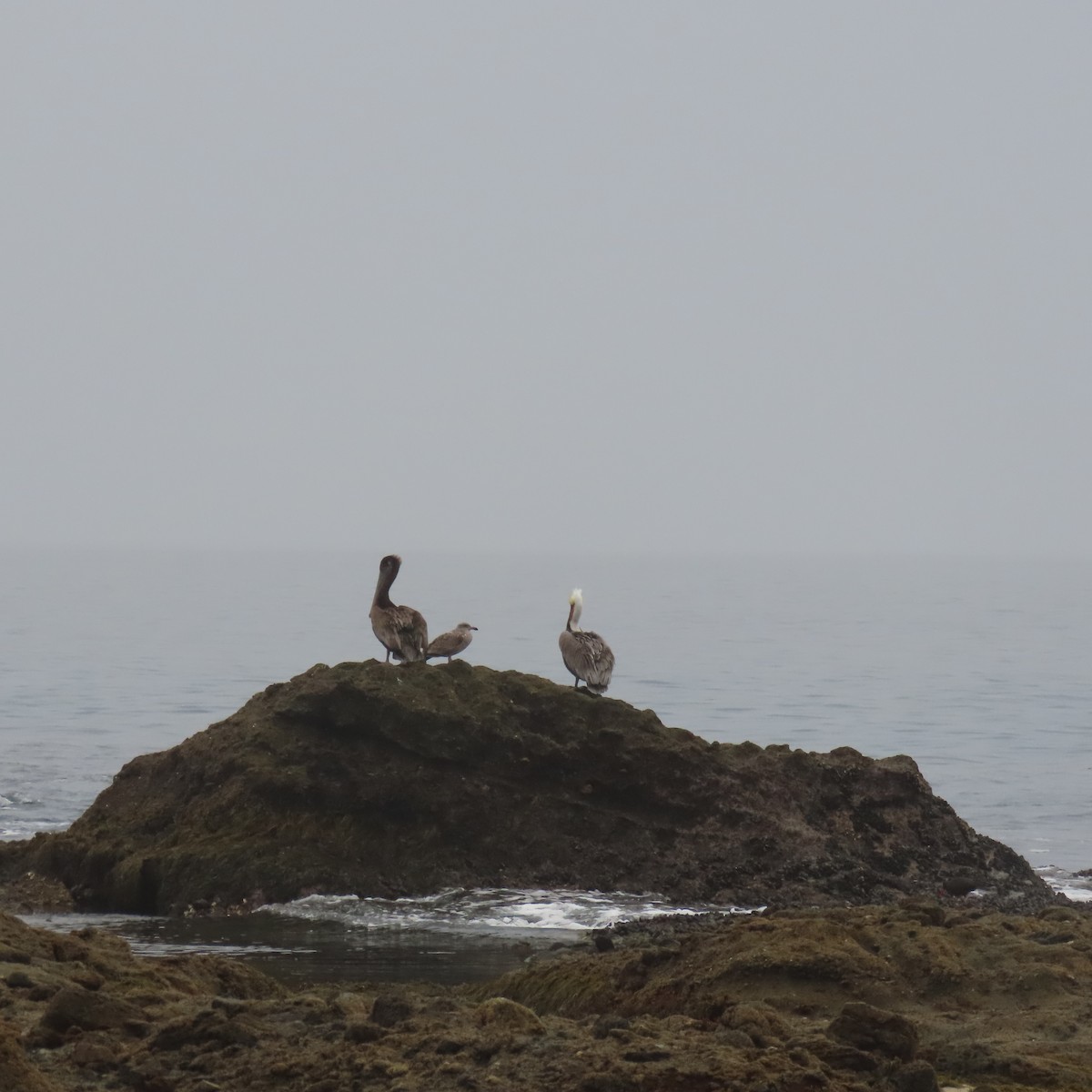 Brown Pelican - ML646869785