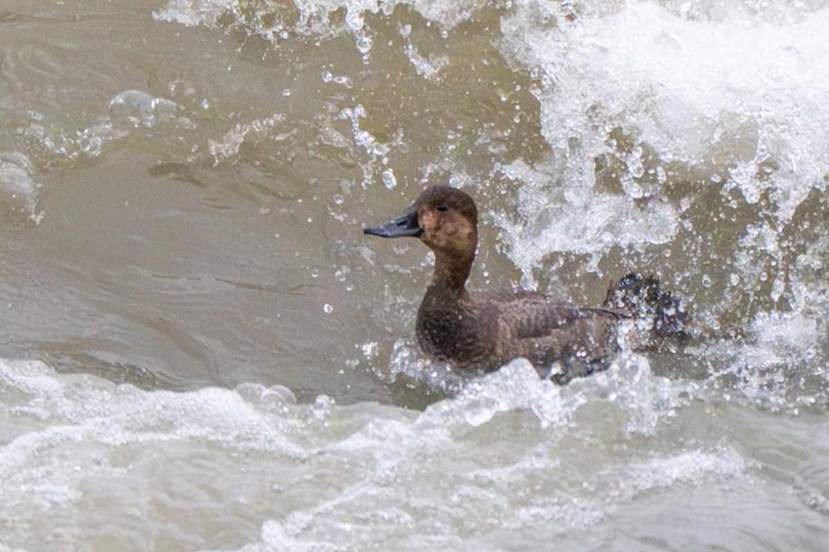 Redhead - ML646869788