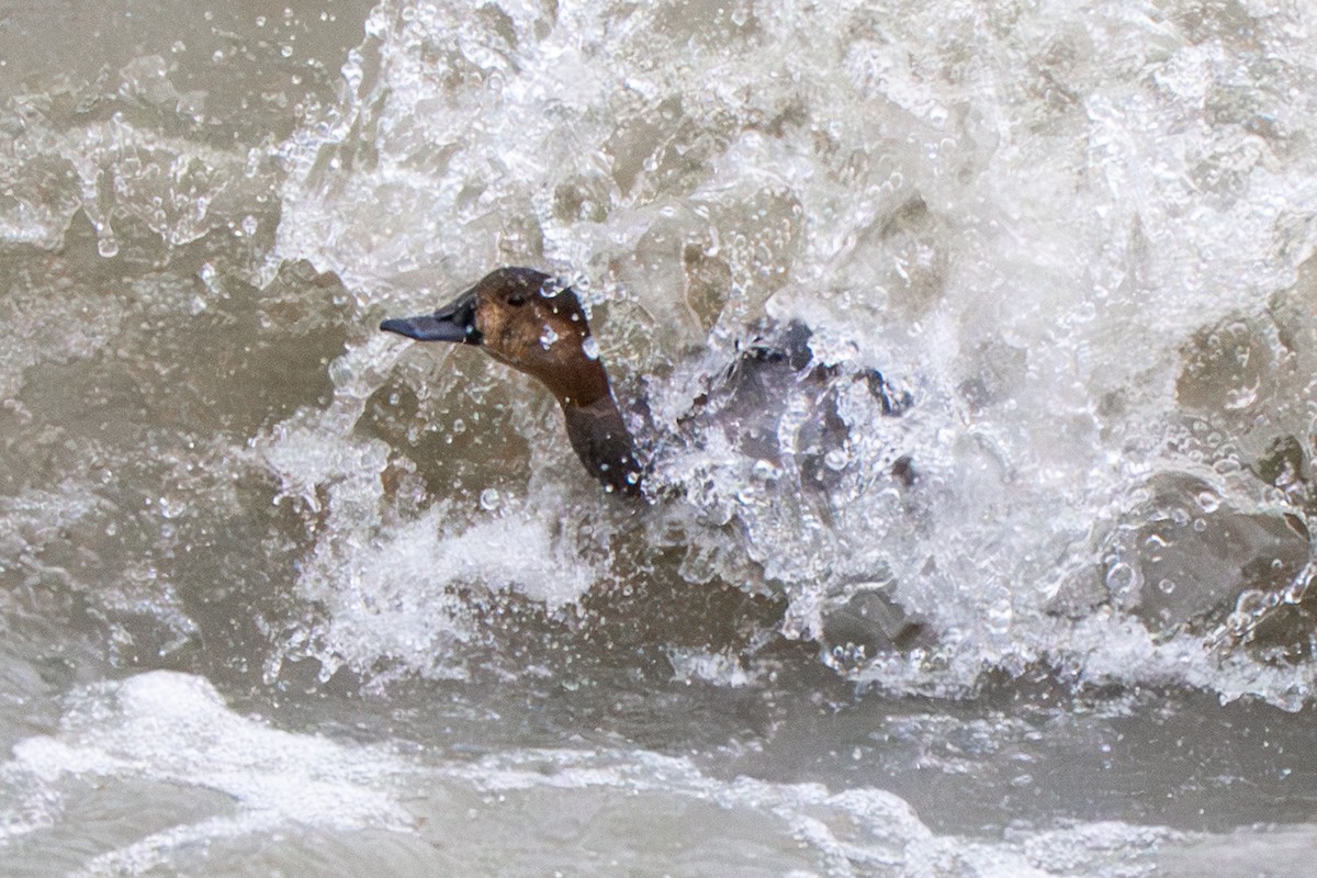 Redhead - ML646869789