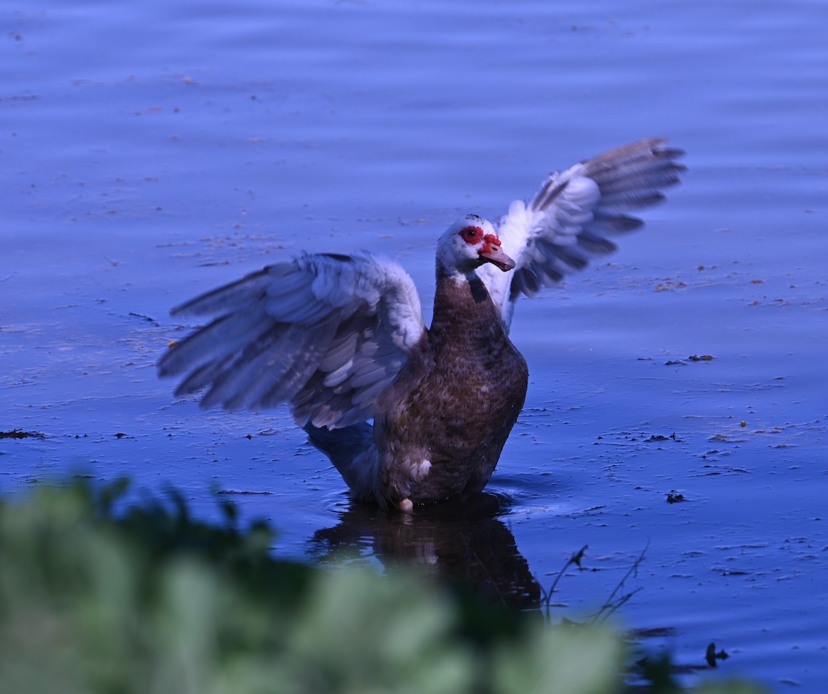ברבר (מבוית) - ML646869790