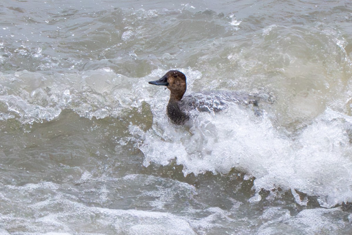 Redhead - ML646869793