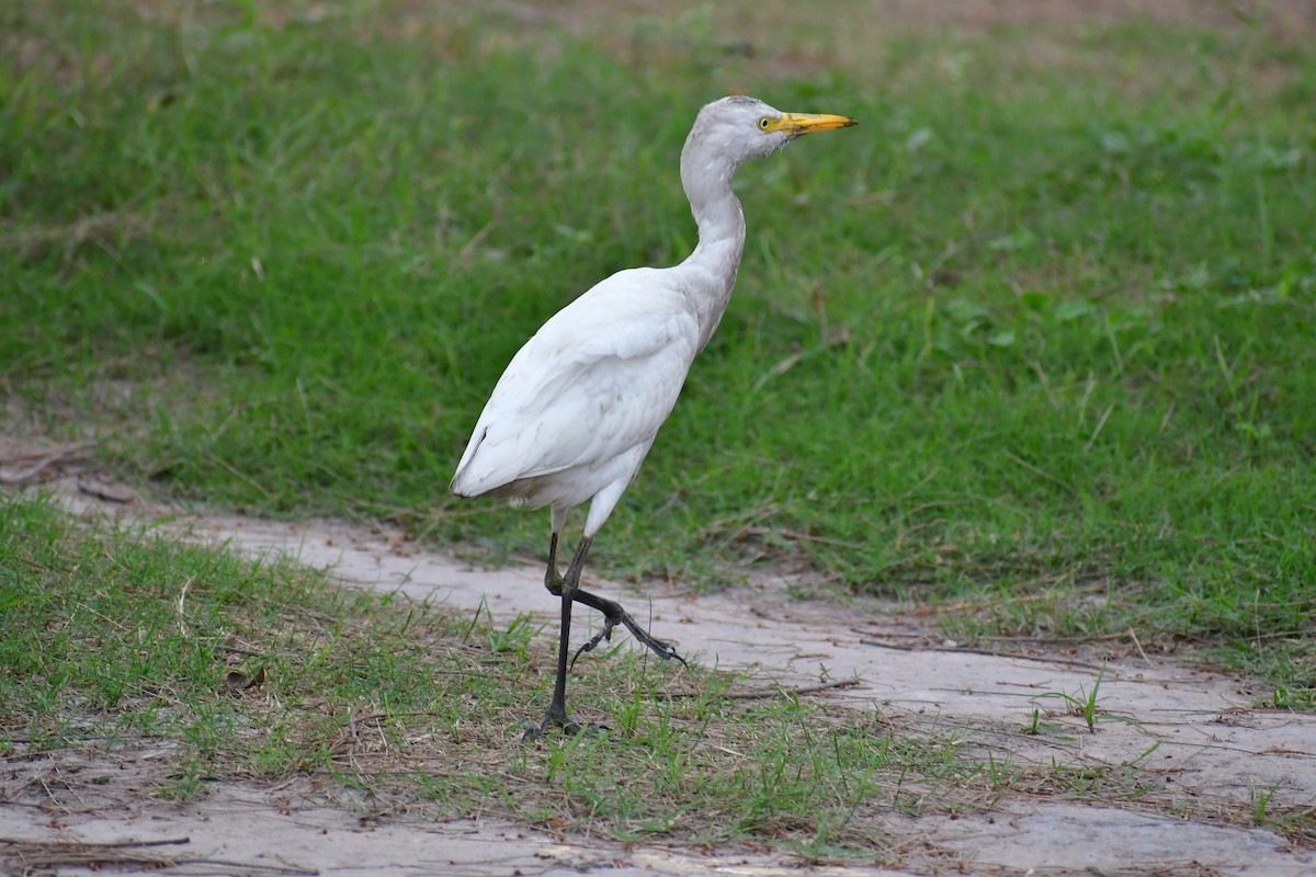 Western Cattle-Egret - ML646869802