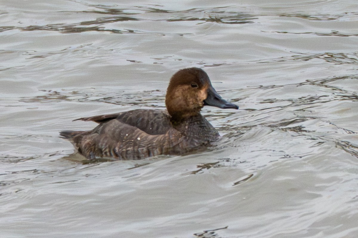 Redhead - ML646869803