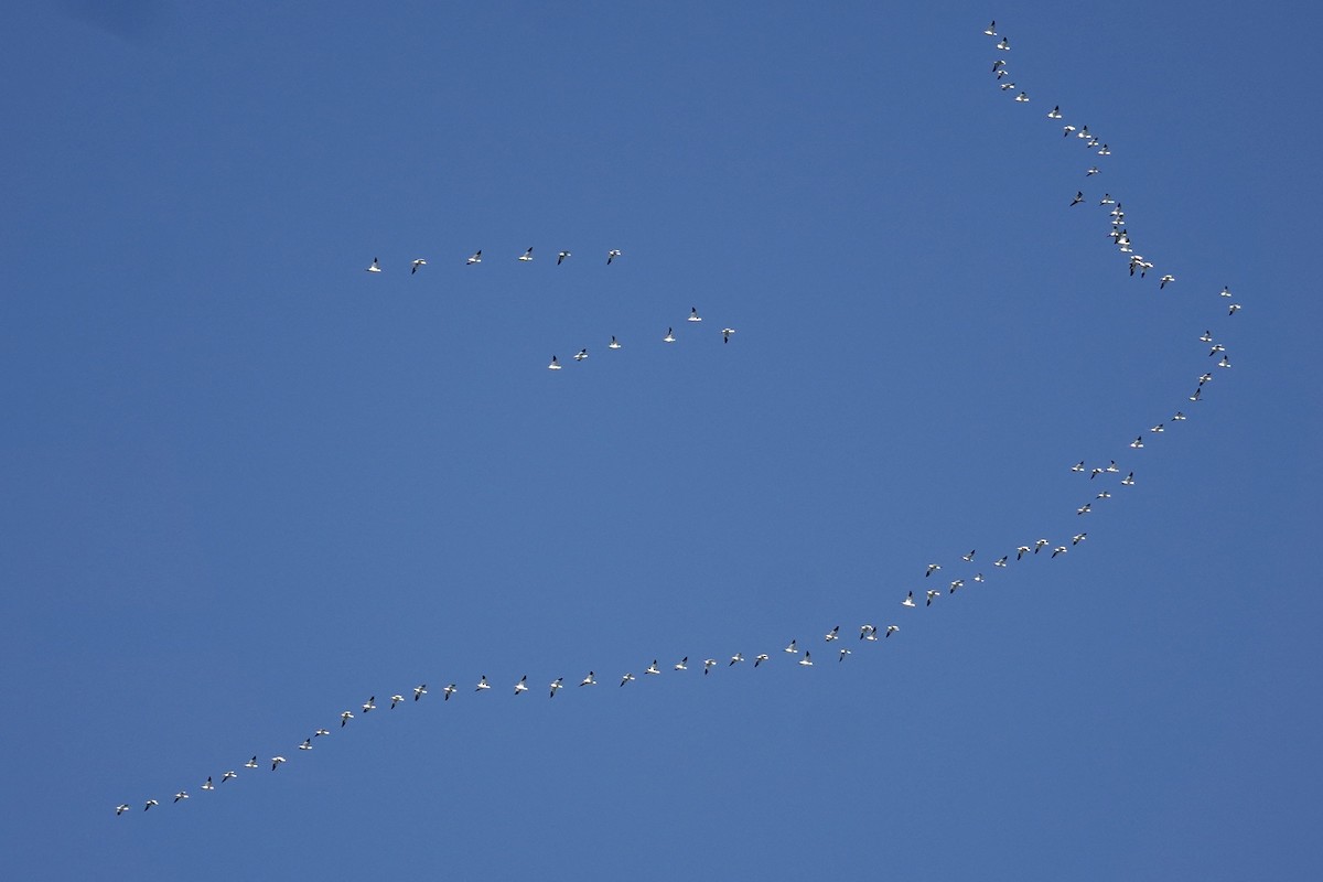 husa sněžní - ML646869805