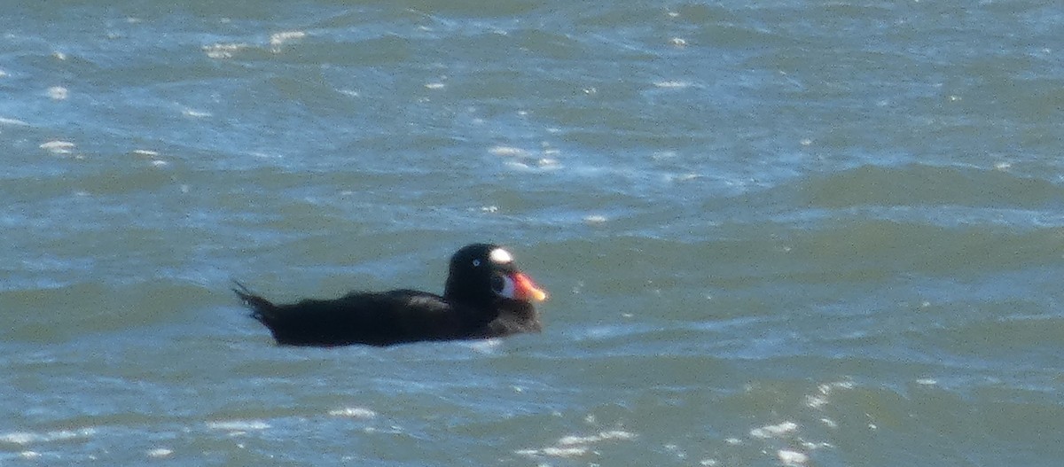 Macreuse à front blanc - ML646869806