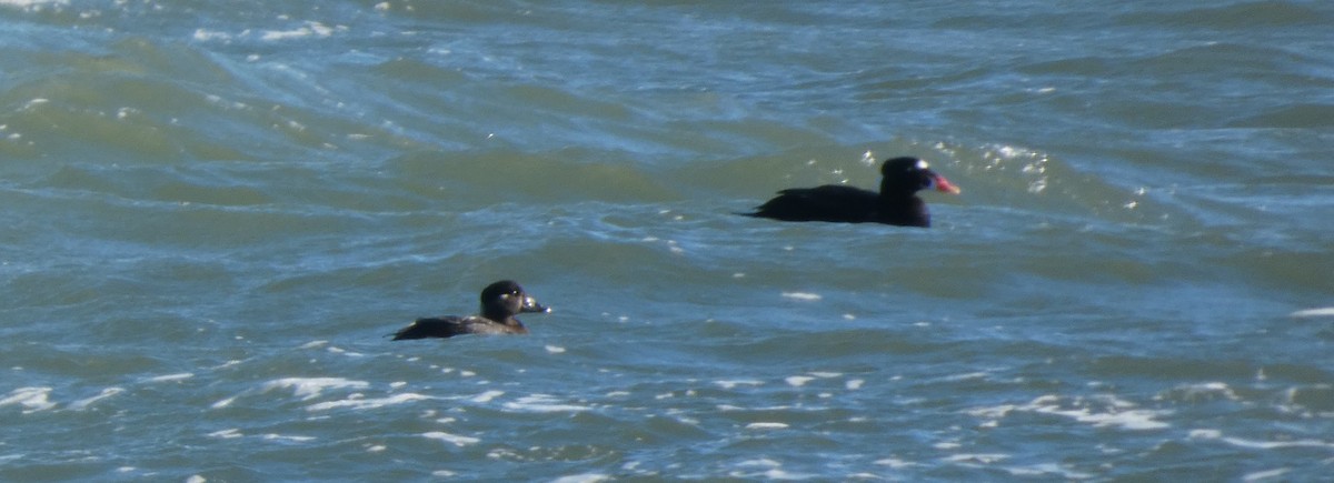 Macreuse à front blanc - ML646869807