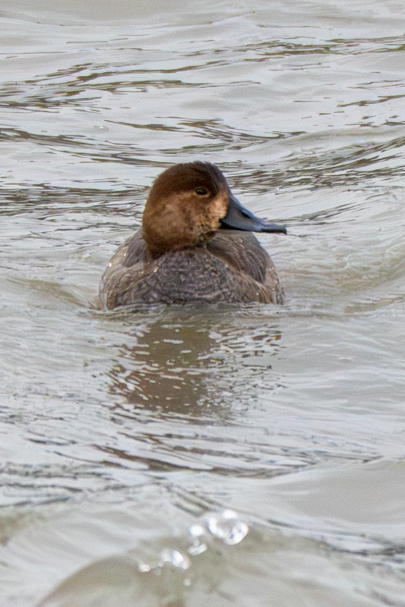 Redhead - ML646869808