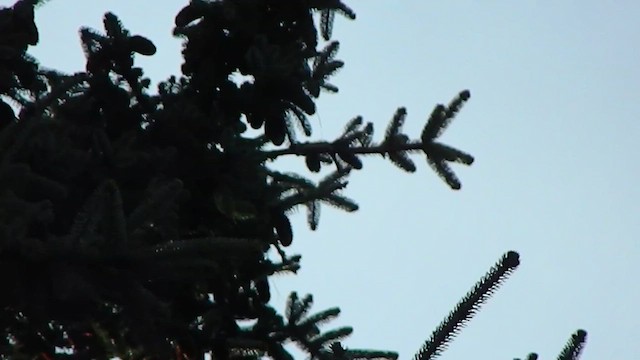 Crested Caracara - ML646869810